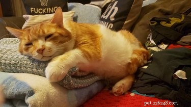 Абсолютно лучшие фотографии оранжевых кошек, спящих в любимых местах