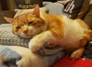 Le migliori foto in assoluto di gatti arancioni che dormono nei loro posti preferiti