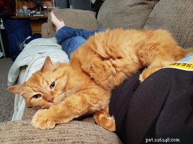 Naprosto nejlepší fotky oranžových koček spících na svých oblíbených místech