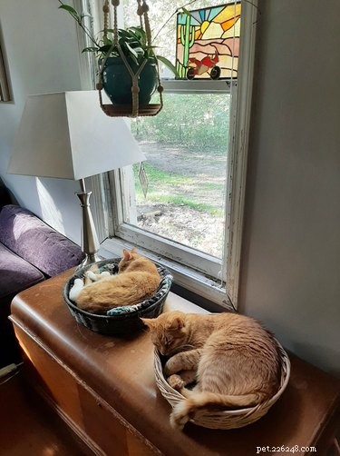 お気に入りの場所で眠っているオレンジ色の猫の絶対的な最高の写真 