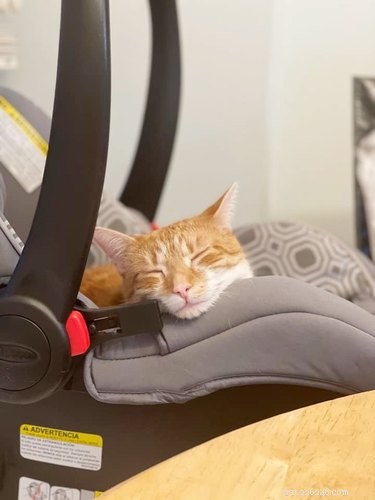 De absolut bästa bilderna på orange katter som sover på sina favoritplatser