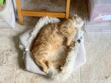 Les meilleures photos absolues de chats orange dormant dans leurs endroits préférés