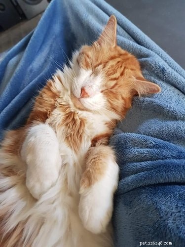 De absolut bästa bilderna på orange katter som sover på sina favoritplatser