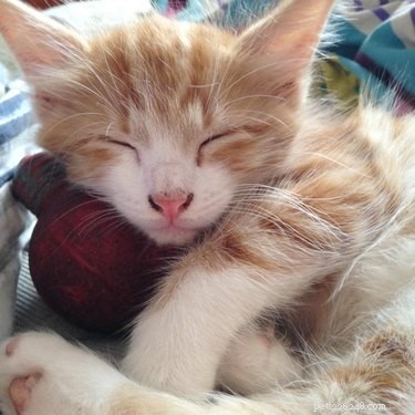De absoluut beste foto s van oranje katten die slapen op hun favoriete plekjes