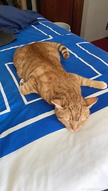 As melhores fotos absolutas de gatos laranja dormindo em seus lugares favoritos