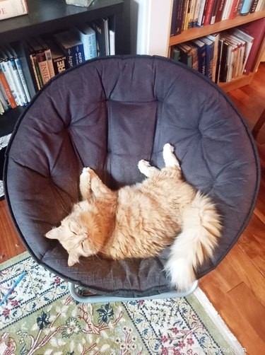 주황색 고양이가 좋아하는 장소에서 잠을 자는 최고의 사진