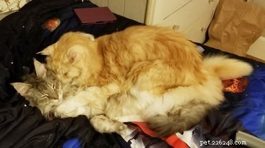 주황색 고양이가 좋아하는 장소에서 잠을 자는 최고의 사진