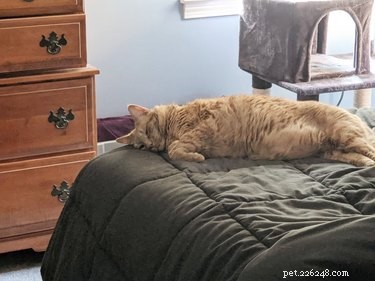 お気に入りの場所で眠っているオレンジ色の猫の絶対的な最高の写真 