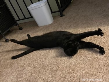 19 katter (och ett par hundar) som gör en stor stretch