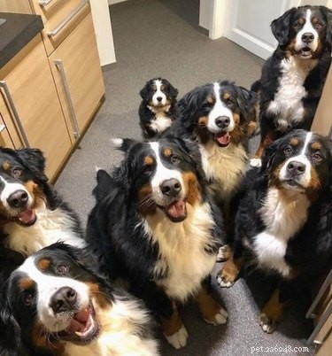 16 chiens souriants pour égayer votre journée