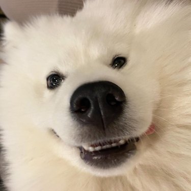 16 cães sorridentes para alegrar seu dia