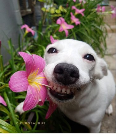 16 cani sorridenti per illuminare la tua giornata