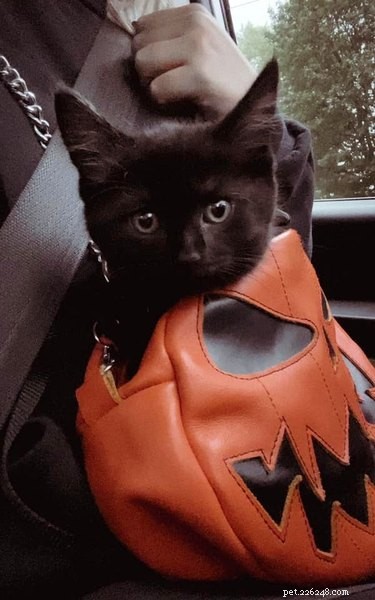 20 zwarte katten maken zich op voor spookachtig seizoen