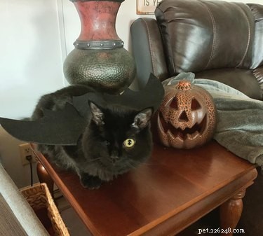 20 svarta katter gör sig redo för den spöklika säsongen