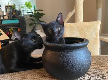 20 черных кошек готовятся к жуткому сезону