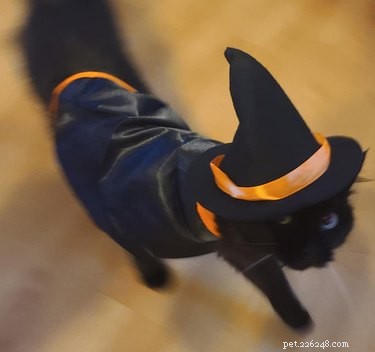 20 zwarte katten maken zich op voor spookachtig seizoen