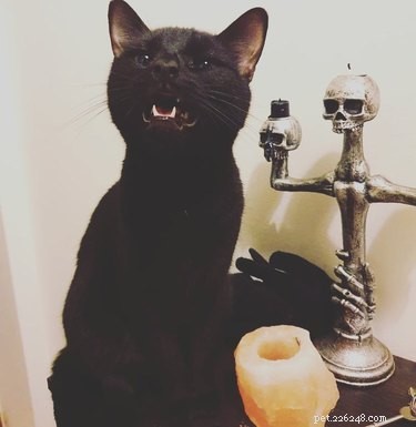 20 svarta katter gör sig redo för den spöklika säsongen