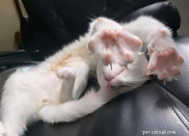 23 wazige foto s van katten waar we niet mee kunnen stoppen
