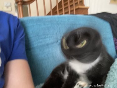 23 foto sfocate di gatti che non possiamo smettere di LOLing a