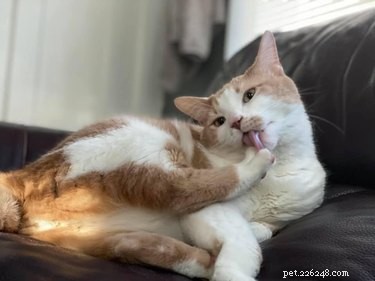 23 wazige foto s van katten waar we niet mee kunnen stoppen