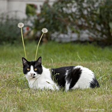 외계인으로 추정되는 변장한 고양이 19마리