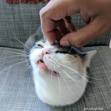 20 кошек, демонстрирующих свои очаровательные маленькие зубки