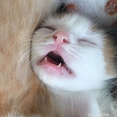 20 кошек, демонстрирующих свои очаровательные маленькие зубки