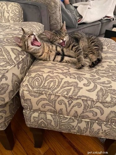 18 fotek koček, které vás zaručeně rozesmějí