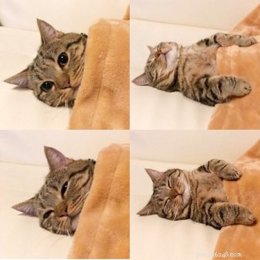 17 gatinhos que adoram essa vida no cobertor