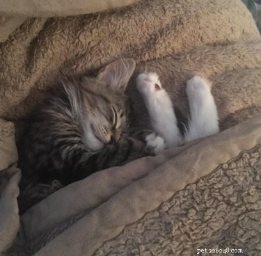 17 gattini che si occupano di quella vita coperta