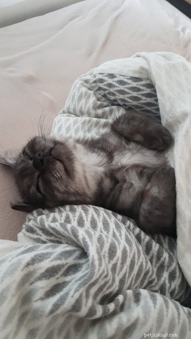 17 gatinhos que adoram essa vida no cobertor