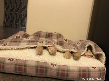 17 gattini che si occupano di quella vita coperta