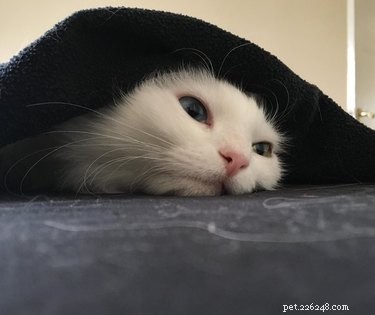 17 котят, которым нравится жизнь в одеялах