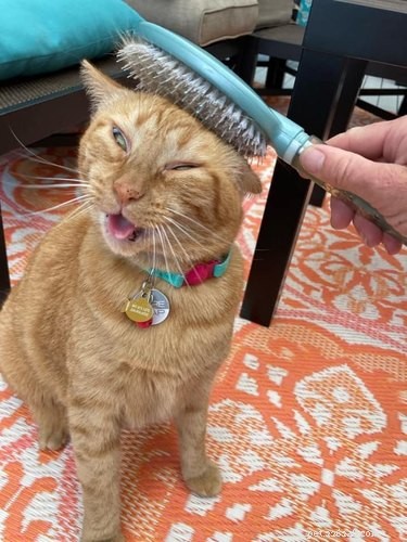 17 hilarische en gezonde kattenfoto s die je humeur onmiddellijk zullen verbeteren