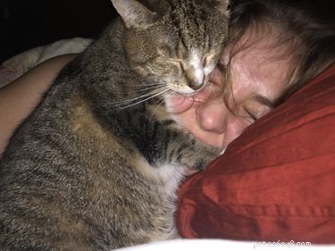19 mensen die zijn gegijzeld door slapende katten