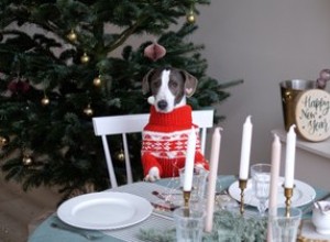 애완동물에게 줄 수 있는 크리스마스 음식(및 줄 수 없는 음식)
