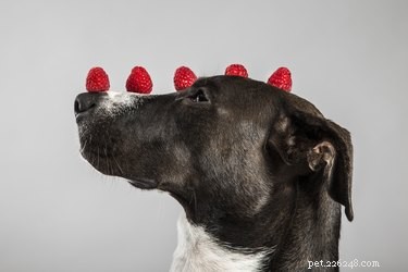 Gli avanzi di Natale che puoi dare al tuo animale domestico (e a quelli che non puoi)