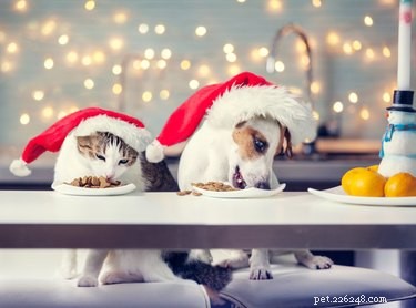 애완동물에게 줄 수 있는 크리스마스 음식(및 줄 수 없는 음식)