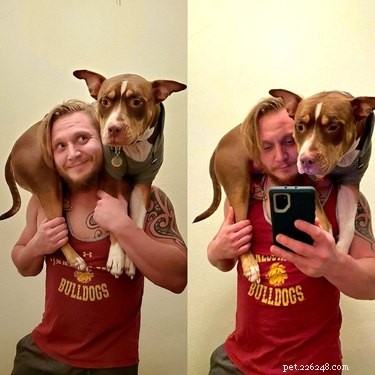 19 exemplos brilhantes de animais de estimação de ombro (a nova tendência de fotos da Internet)