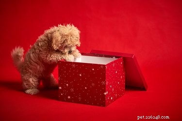 Выбор привлекательности:9 достойных подарков для домашних животных, которые идеально подходят к праздникам