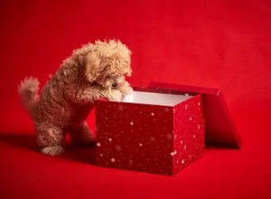 Cuteness Picks:9 kwispelende cadeaus voor huisdieren die perfect zijn voor de feestdagen