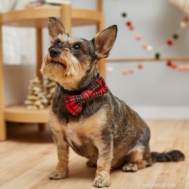 Cuteness Picks:9 kwispelende cadeaus voor huisdieren die perfect zijn voor de feestdagen