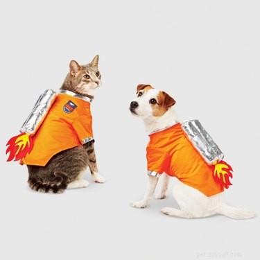 Выбор милашек:8 костюмов для домашних животных, которые выиграют Хэллоуин