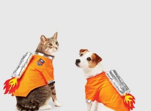 Söthetsval:8 husdjurskostymer som vinner Halloween