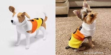 Söthetsval:8 husdjurskostymer som vinner Halloween