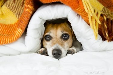 Os cobertores pesados ​​são seguros para animais de estimação?