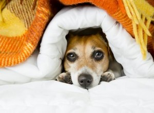 Os cobertores pesados ​​são seguros para animais de estimação?