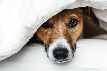Le coperte ponderate sono sicure per gli animali domestici?