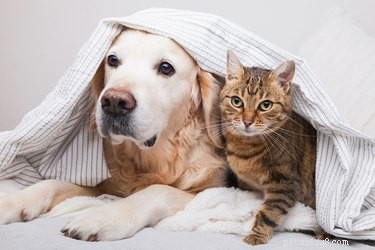 Är tyngdfiltar säkra för husdjur?