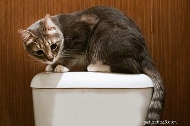 Är det farligt för husdjur att dricka toalettvatten?
